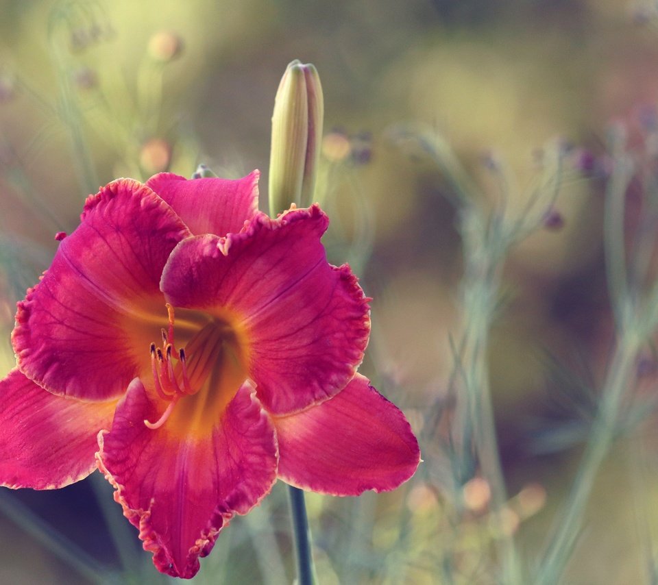 Обои макро, цветок, лепестки, размытость, лилейник, macro, flower, petals, blur, daylilies разрешение 5125x3131 Загрузить