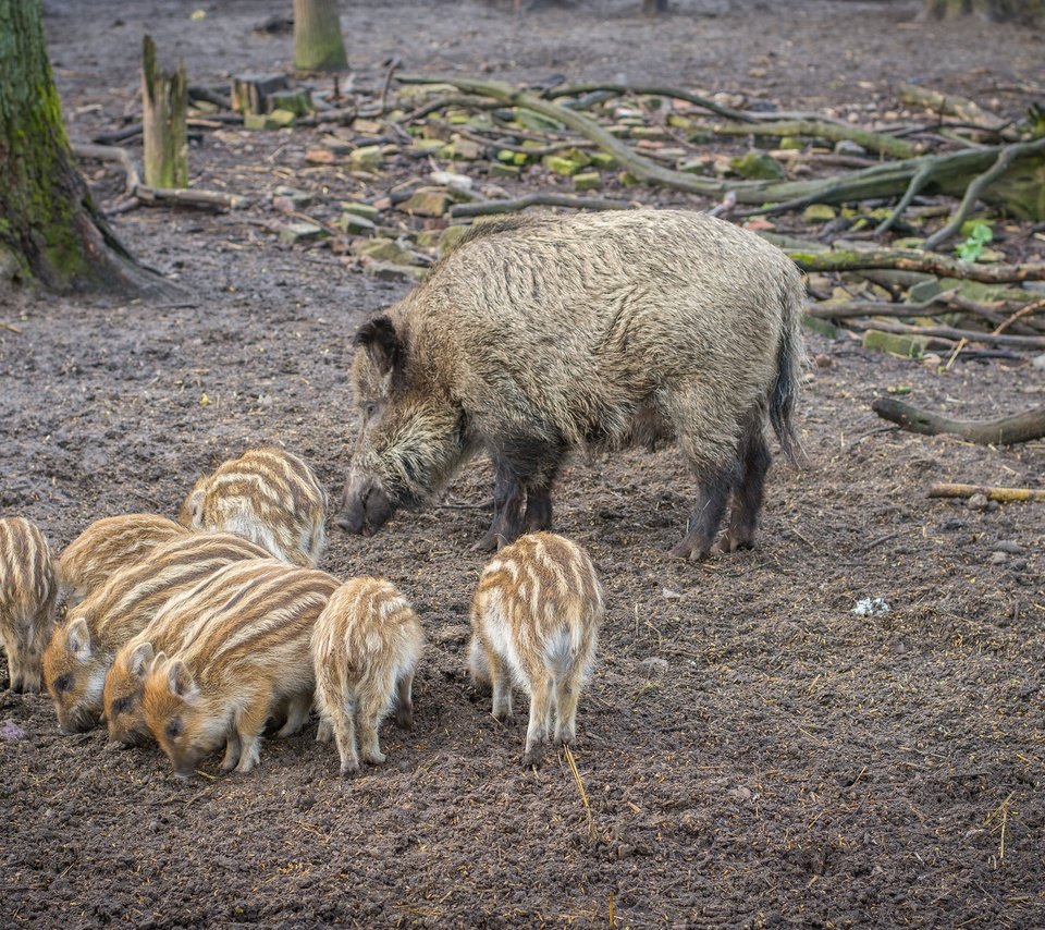 Обои мама, свинья, кабаны, кабанчики, поросята, кабанята, mom, pig, boars, hog, pigs разрешение 2048x1365 Загрузить