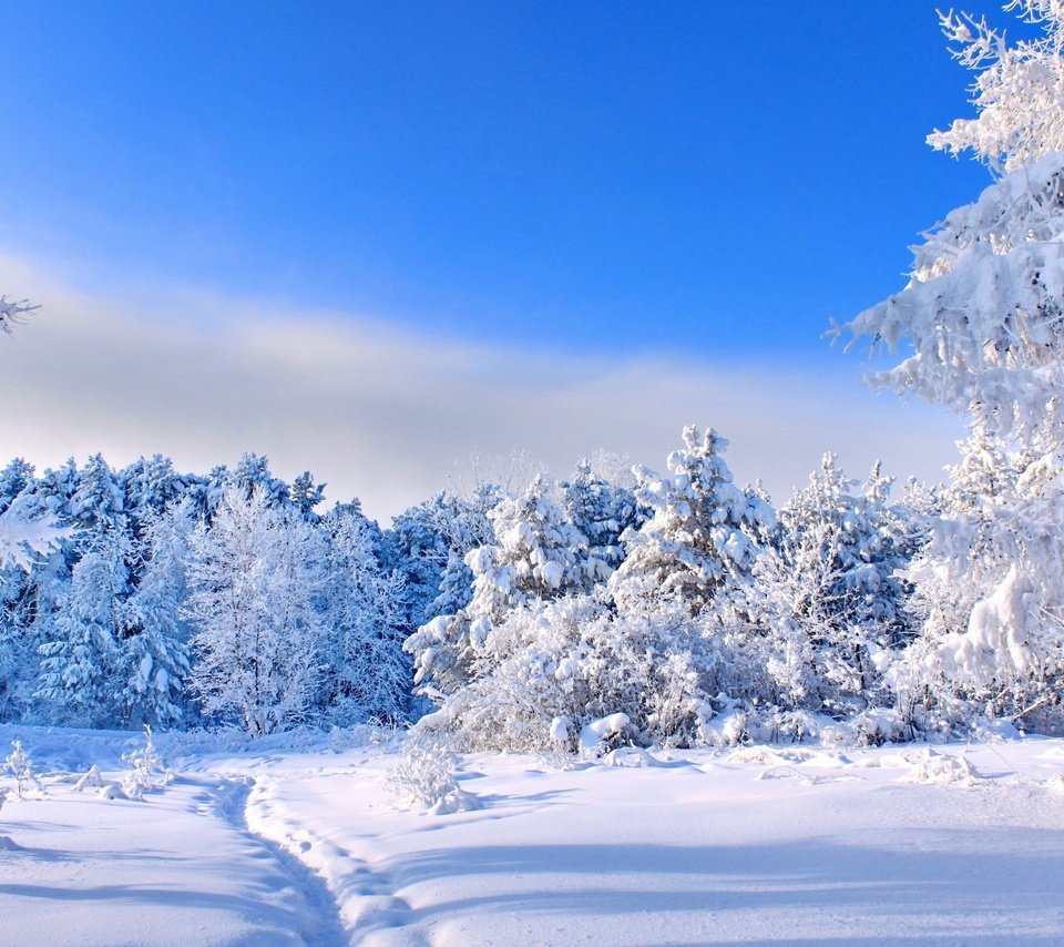 Обои небо, деревья, снег, природа, лес, зима, тропинка, следы, the sky, trees, snow, nature, forest, winter, path, traces разрешение 2560x1600 Загрузить