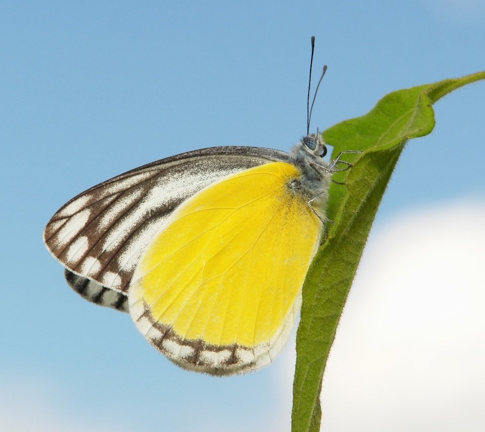 Обои небо, макро, бабочка, the sky, macro, butterfly разрешение 1927x1545 Загрузить