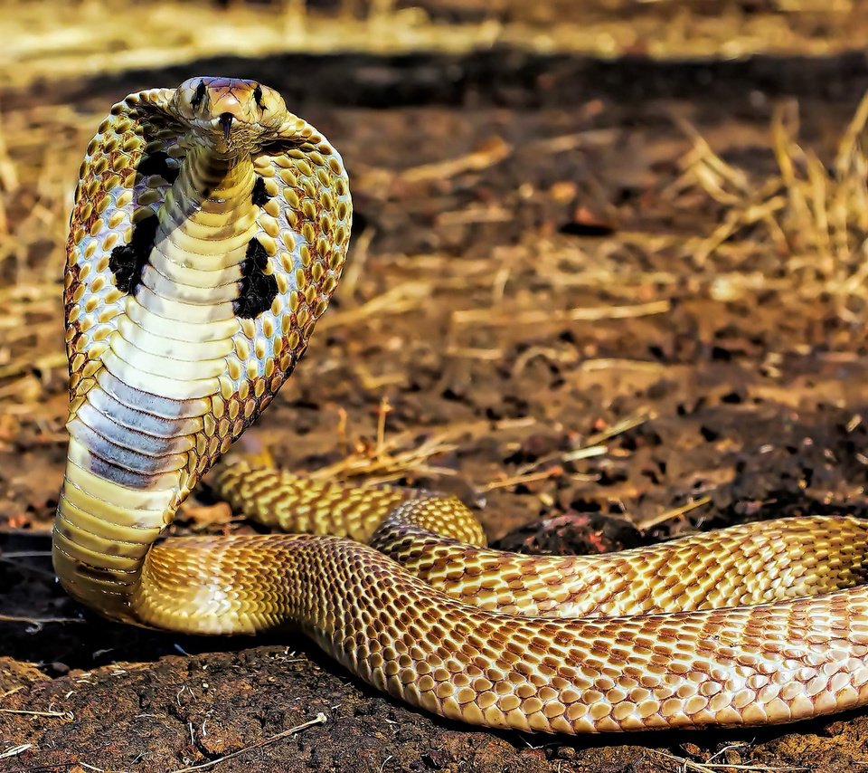 Обои змея, рептилия, стойка, от, кобра, аспид, snake, reptile, stand, from, cobra, asp разрешение 1920x1200 Загрузить