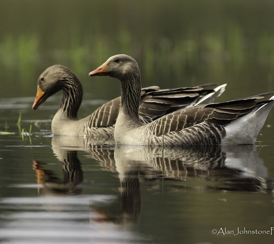 Обои озеро, отражение, птицы, клюв, перья, гусь, гуси, плывут, lake, reflection, birds, beak, feathers, goose, geese, float разрешение 2048x1365 Загрузить