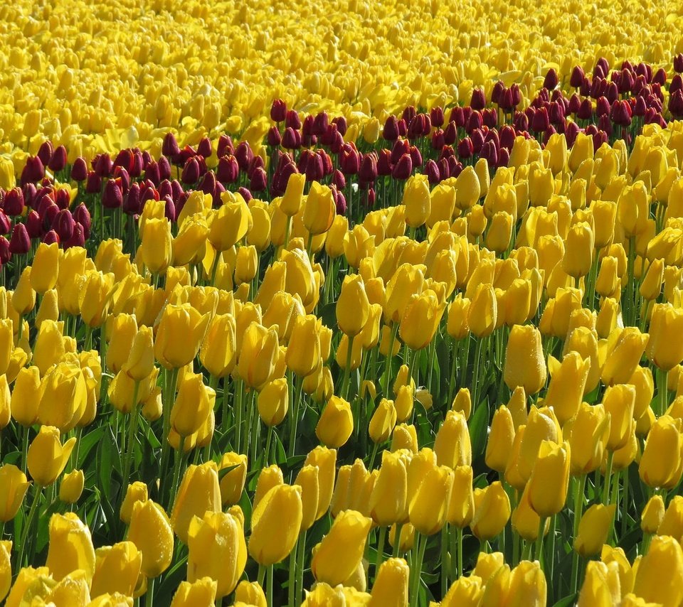 Обои цветы, поле, тюльпаны, желтые, flowers, field, tulips, yellow разрешение 2048x1151 Загрузить