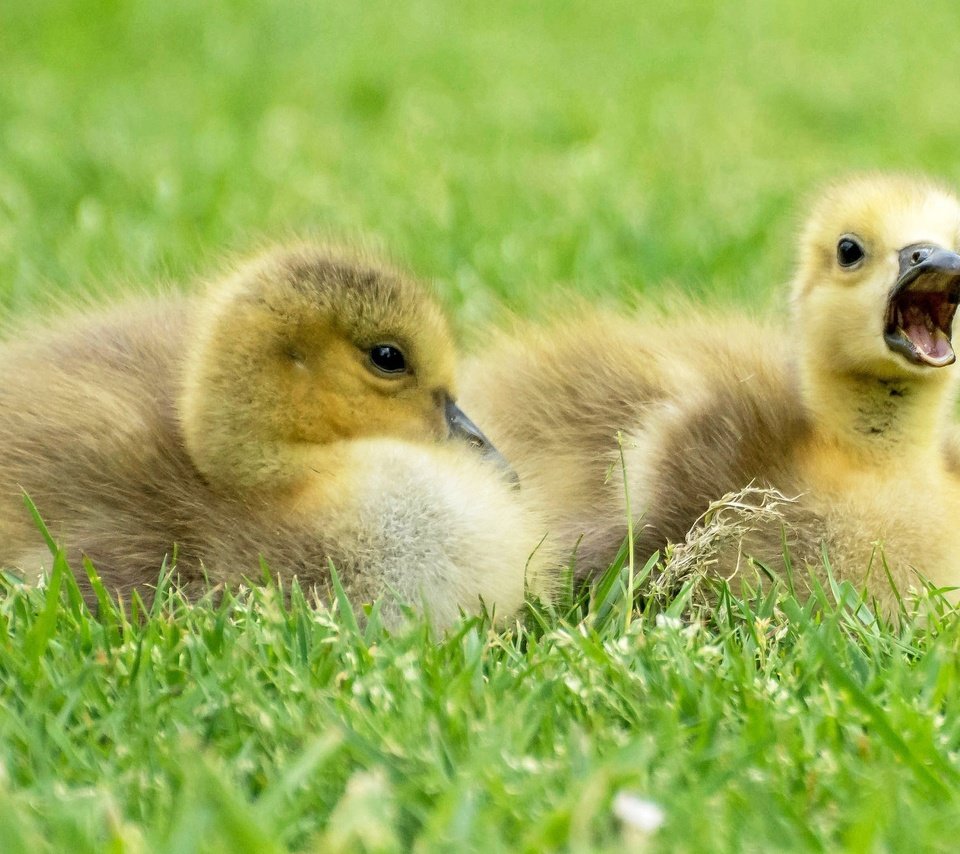 Обои трава, птицы, клюв, перья, птенцы, гуси, гусята, grass, birds, beak, feathers, chicks, geese, the goslings разрешение 2048x1310 Загрузить