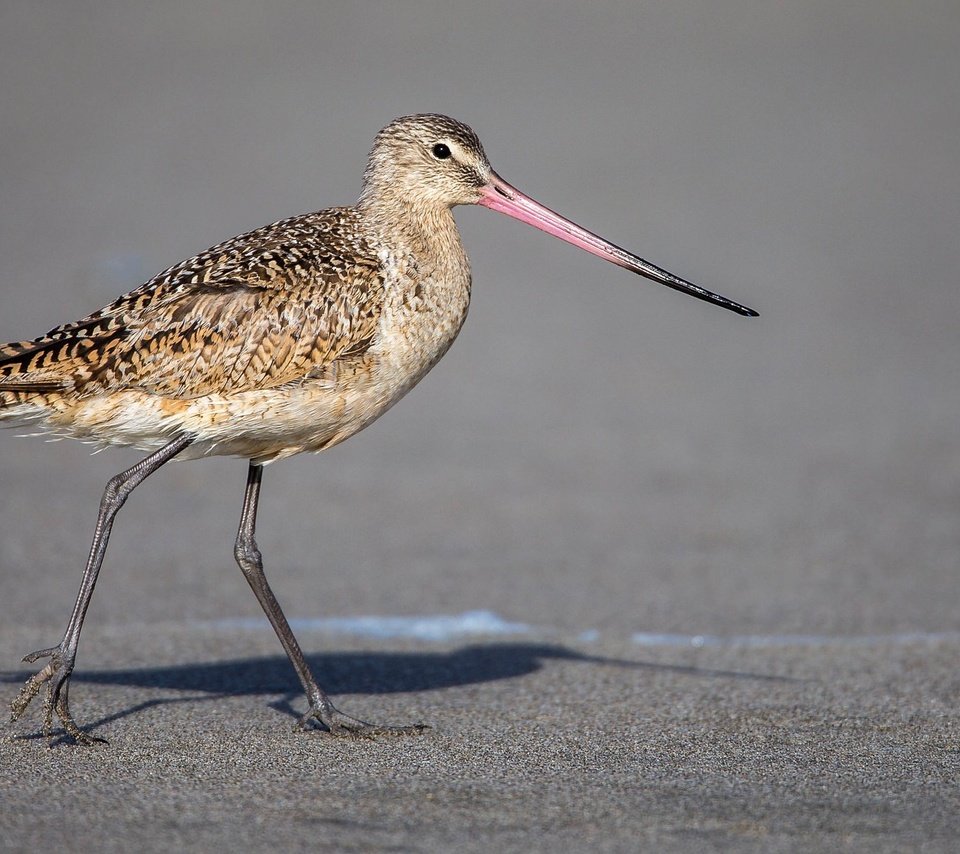 Обои птица, клюв, перья, пятнистый веретенник, веретенник, bird, beak, feathers, spotted black-tailed godwit, black-tailed godwit разрешение 2048x1152 Загрузить