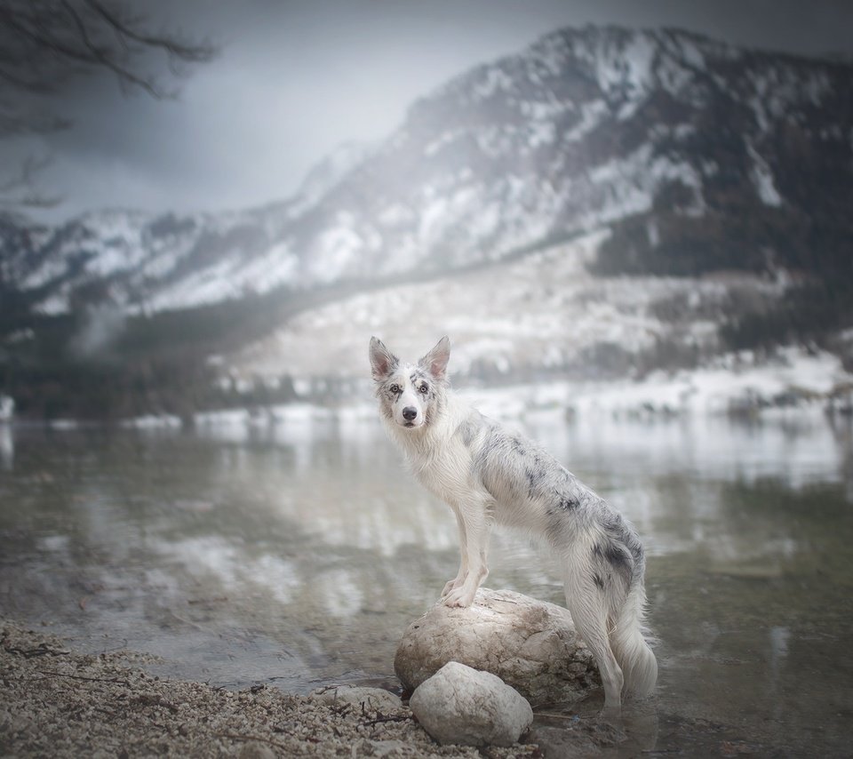 Обои река, горы, камни, собака, бордер-колли, cirilla, alicja zmysłowska, river, mountains, stones, dog, the border collie разрешение 2048x1365 Загрузить