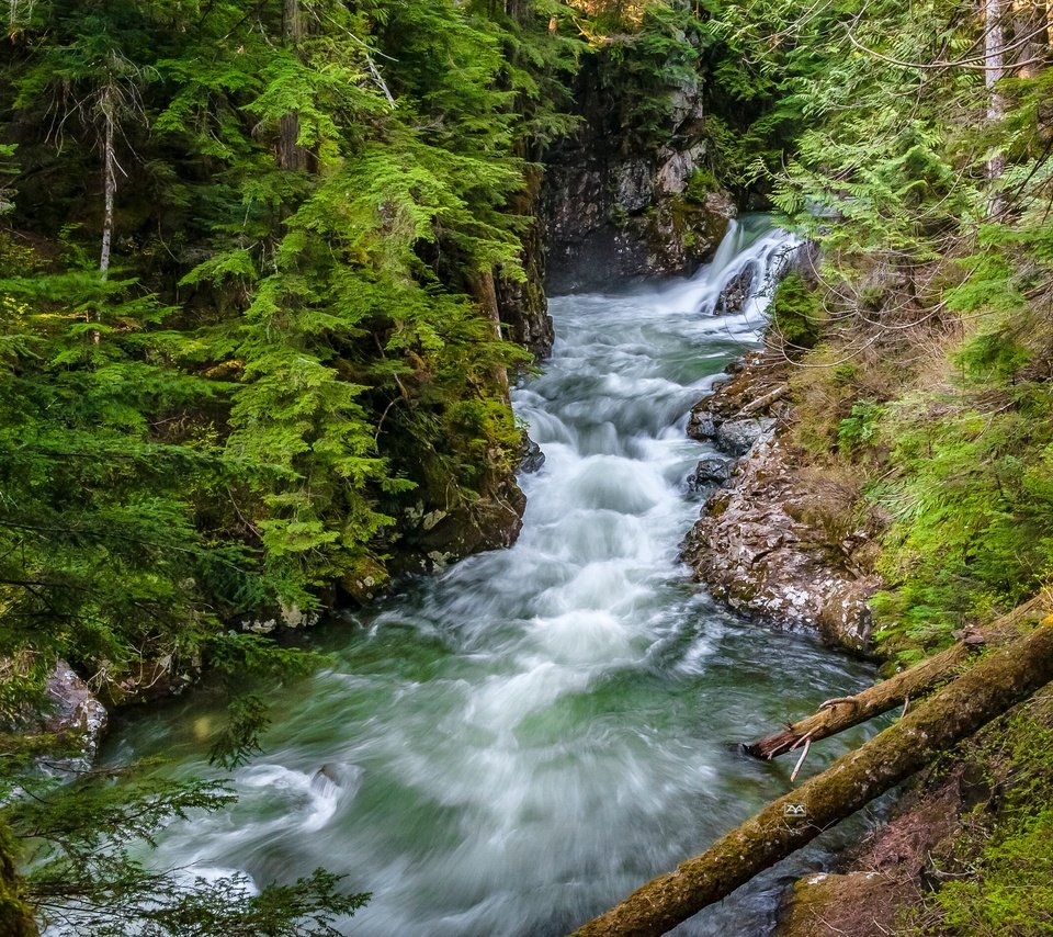 Обои деревья, сша, река, denny creek, лес, хвоя, ветки, стволы, вашингтон, поток, trees, usa, river, forest, needles, branches, trunks, washington, stream разрешение 4256x2832 Загрузить