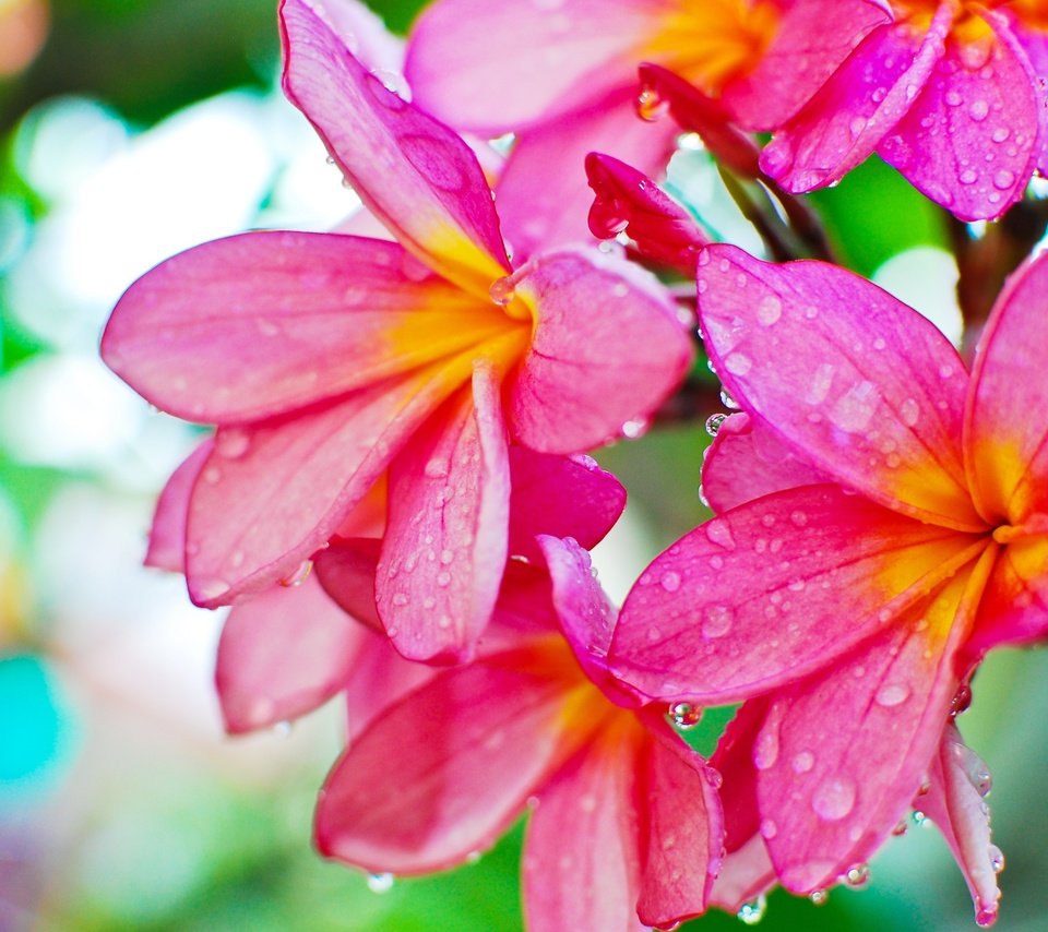 Обои цветы, роса, капли, плюмерия, flowers, rosa, drops, plumeria разрешение 3840x2571 Загрузить