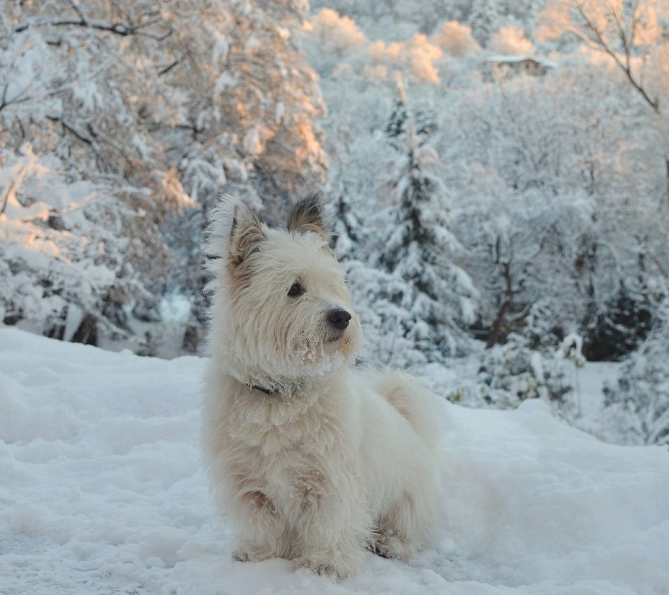 Обои снег, зима, собачка, вест-хайленд-уайт-терьер, snow, winter, dog, the west highland white terrier разрешение 2963x1837 Загрузить