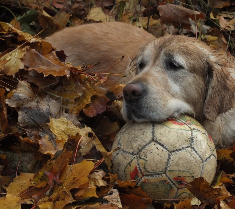 Обои листья, осень, собака, мяч, золотистый ретривер, leaves, autumn, dog, the ball, golden retriever разрешение 4608x3456 Загрузить