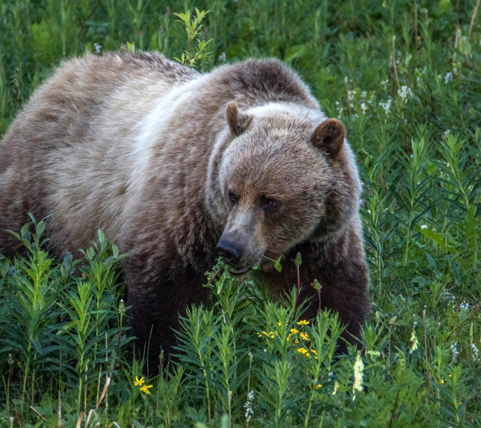 Обои трава, природа, растения, медведь, бурый медведь, grass, nature, plants, bear, brown bear разрешение 2700x1800 Загрузить