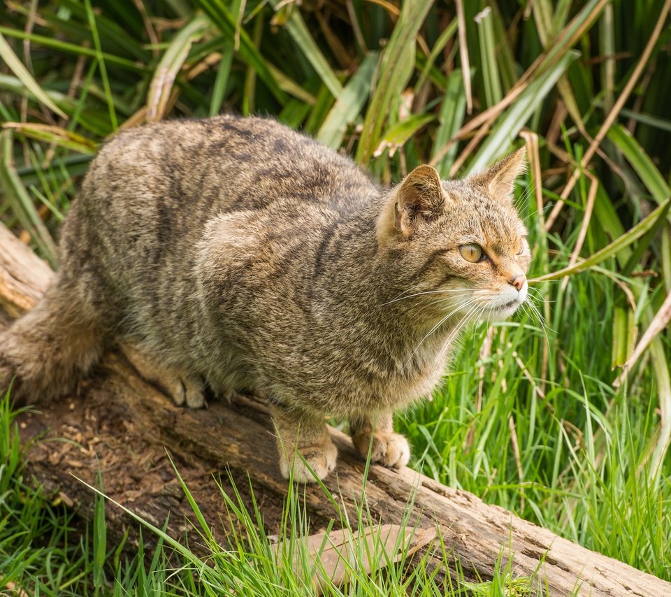 Обои трава, природа, кот, мордочка, усы, кошка, взгляд, коряга, grass, nature, cat, muzzle, mustache, look, snag разрешение 3750x2400 Загрузить