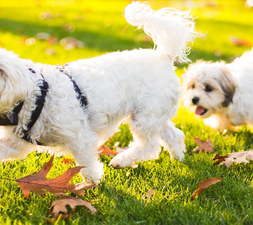 Обои трава, природа, листья, животные, щенок, собаки, бишон фризе, grass, nature, leaves, animals, puppy, dogs, bichon frise разрешение 2868x1600 Загрузить