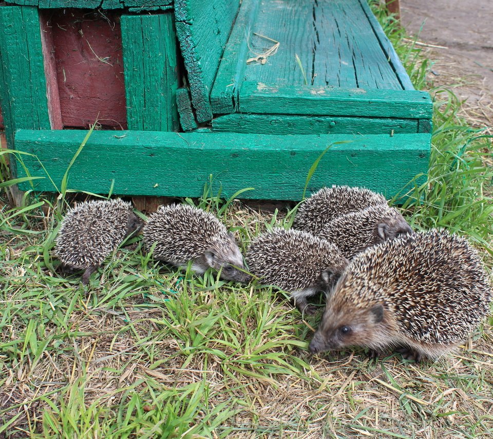 Обои трава, животные, маленькие, детеныши, семейство, grass, animals, small, cubs, family разрешение 2560x1600 Загрузить