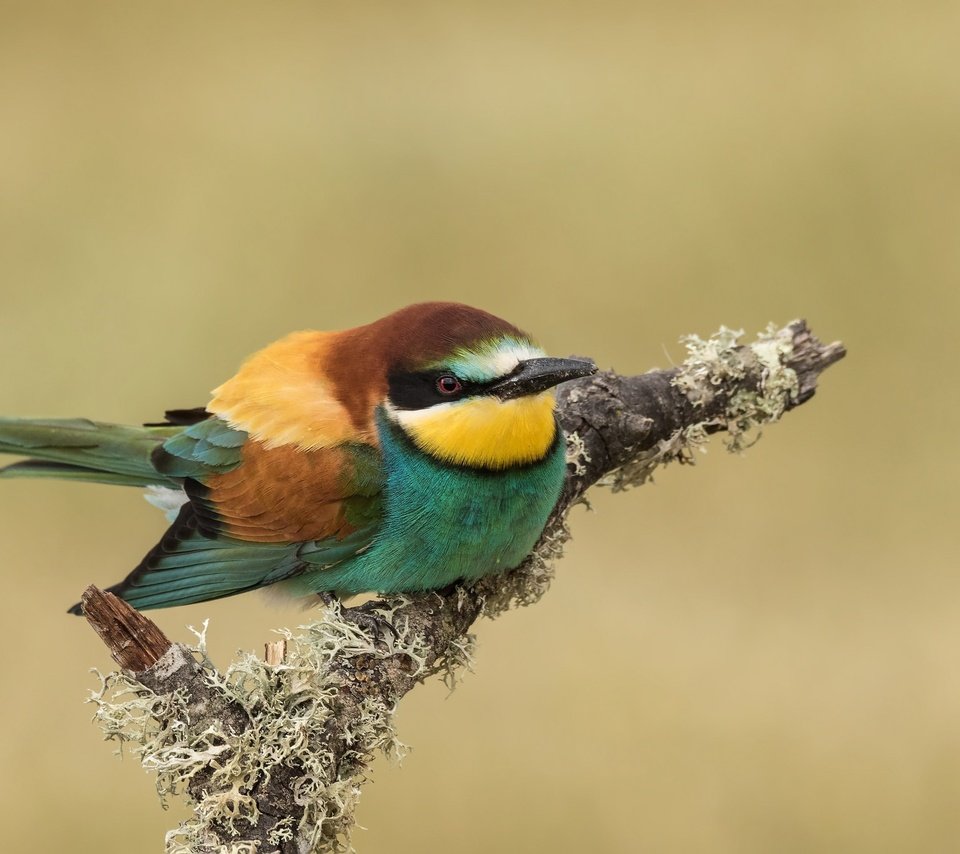 Обои ветка, птица, клюв, перья, щурка, пчелоед, золотистая щурка, branch, bird, beak, feathers, schurka, peeled, european bee-eater разрешение 2048x1365 Загрузить