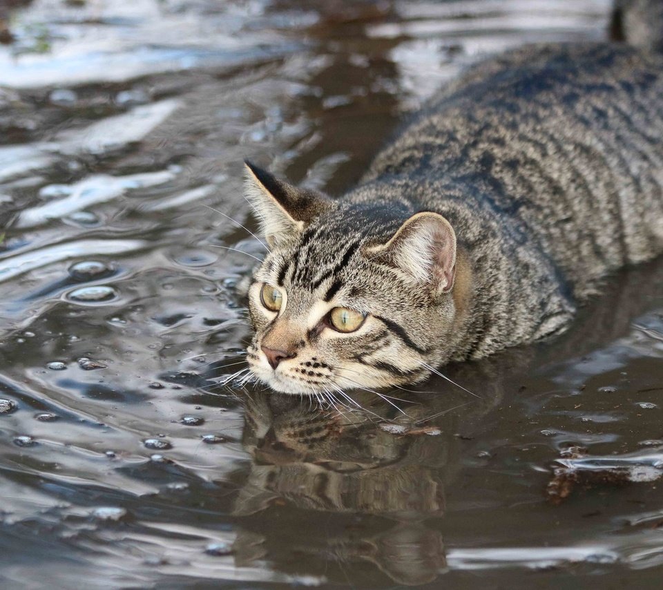 Обои вода, кот, мордочка, усы, кошка, взгляд, заплыв, пловец, water, cat, muzzle, mustache, look, swim, swimmer разрешение 2048x1365 Загрузить