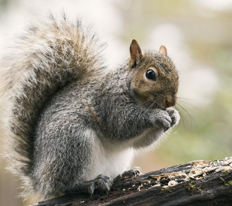 Обои взгляд, белка, зверек, хвост, белочка, грызун, look, protein, animal, tail, squirrel, rodent разрешение 2048x1471 Загрузить