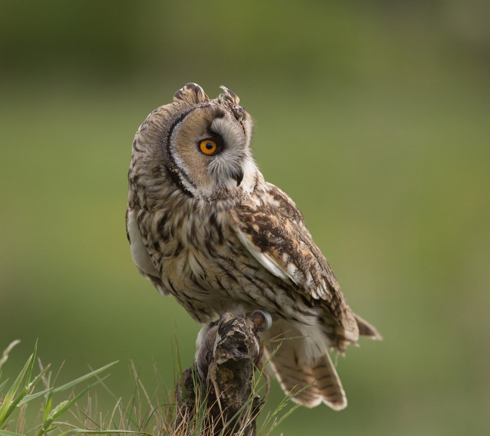 Обои трава, сова, взгляд, птица, клюв, перья, ушастая сова, grass, owl, look, bird, beak, feathers, long-eared owl разрешение 5760x3840 Загрузить