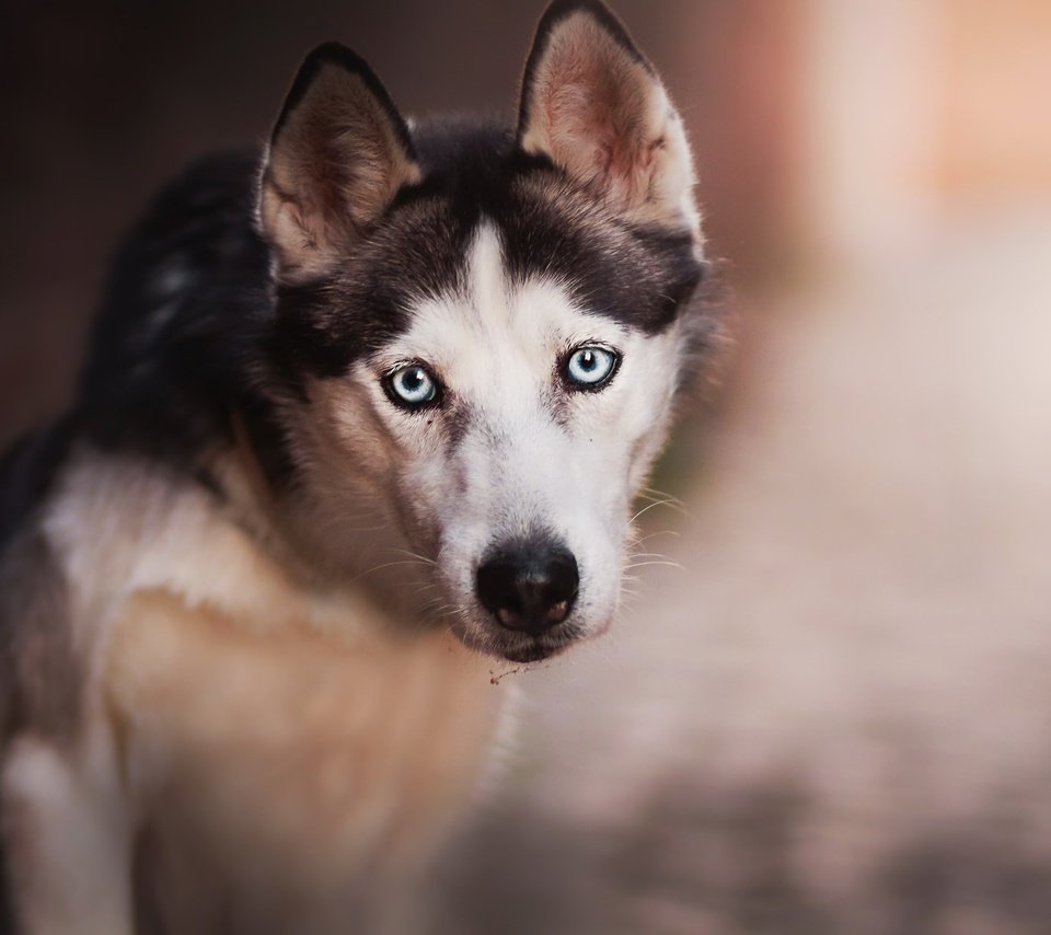 Обои взгляд, собака, хаски, сибирский хаски, look, dog, husky, siberian husky разрешение 2048x1240 Загрузить