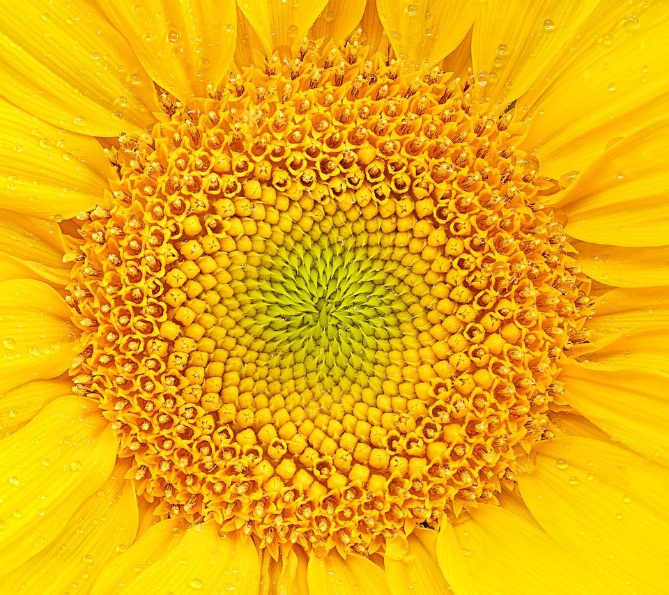 Обои желтый, макро, цветок, лепестки, подсолнух, yellow, macro, flower, petals, sunflower разрешение 2048x1480 Загрузить