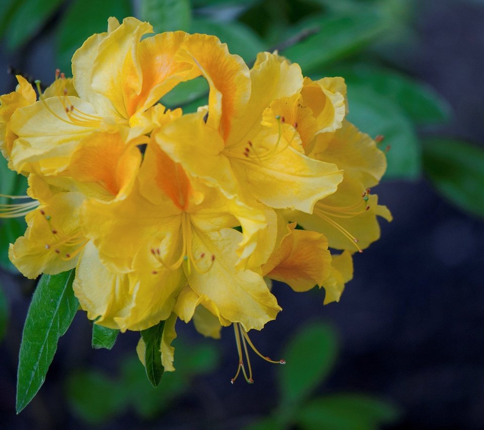 Обои желтые, азалия, рододендрон, yellow, azalea, rhododendron разрешение 2048x1360 Загрузить