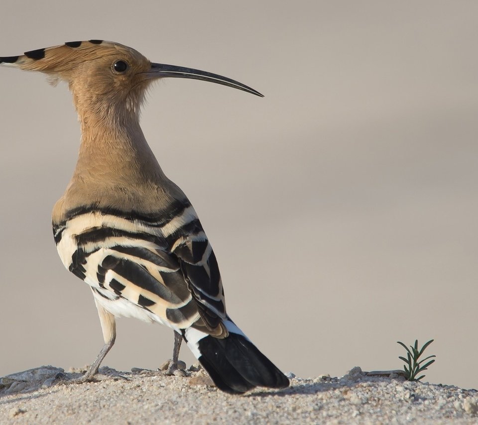 Обои животные, птица, клюв, перья, удод, animals, bird, beak, feathers, hoopoe разрешение 2048x1242 Загрузить