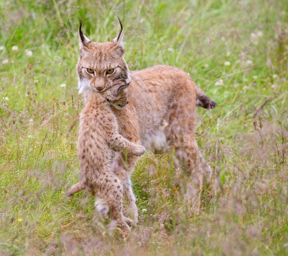 Обои трава, природа, мама, детеныш, рыси, grass, nature, mom, cub, lynx разрешение 2048x1152 Загрузить