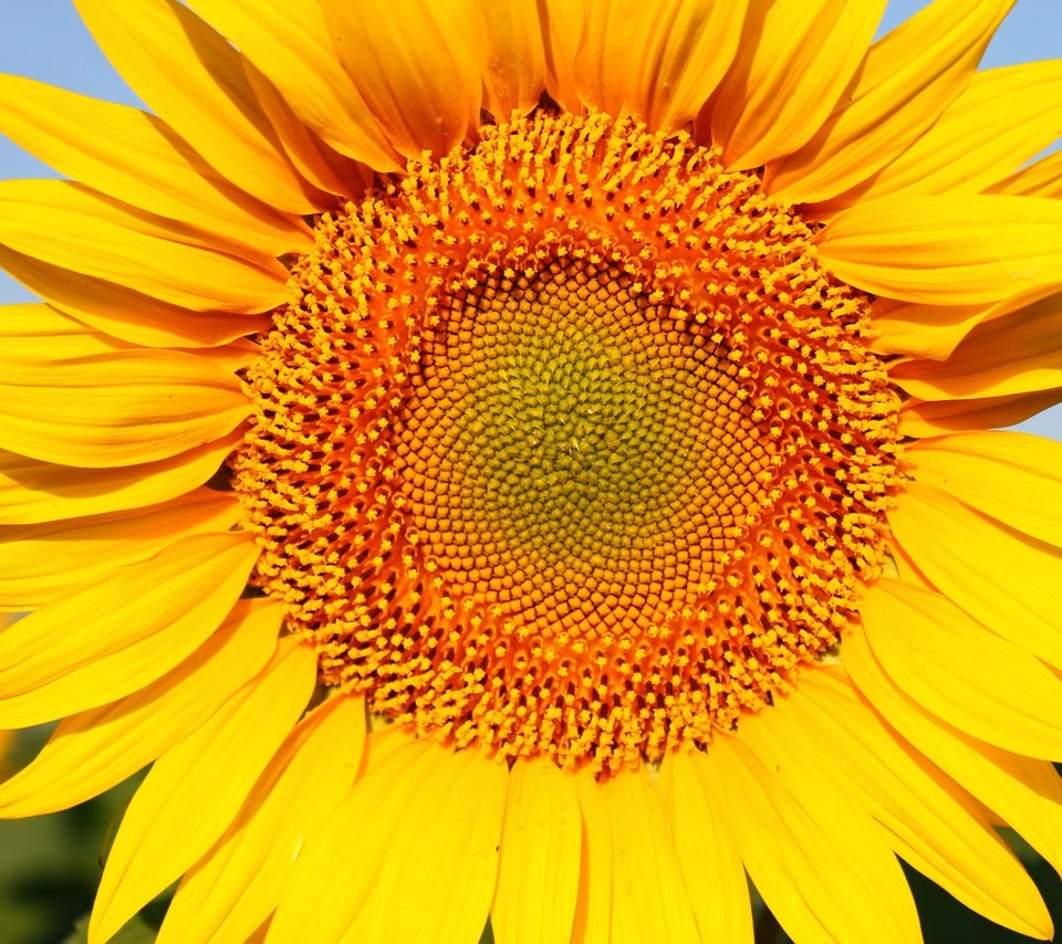 Обои желтый, цветок, лепестки, подсолнух, яркий, yellow, flower, petals, sunflower, bright разрешение 4272x2848 Загрузить