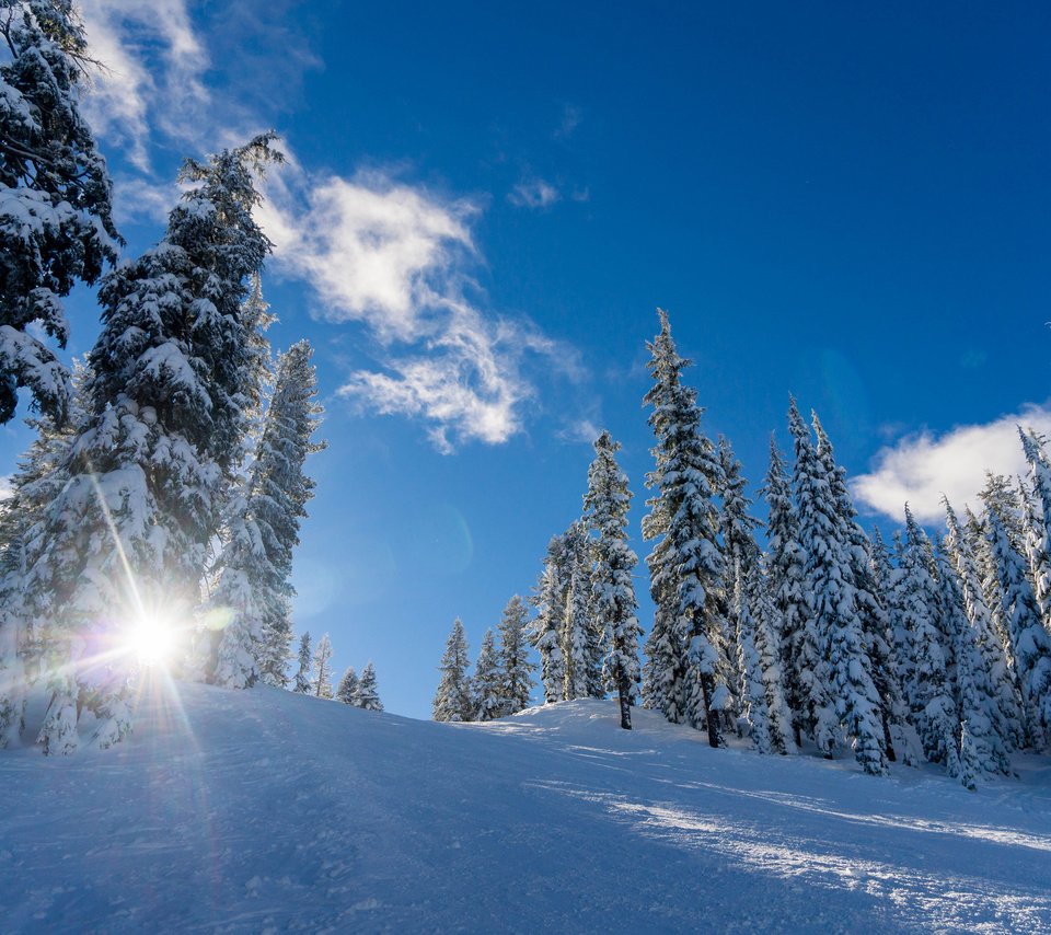 Обои небо, облака, деревья, солнце, снег, природа, лес, зима, the sky, clouds, trees, the sun, snow, nature, forest, winter разрешение 3840x2400 Загрузить