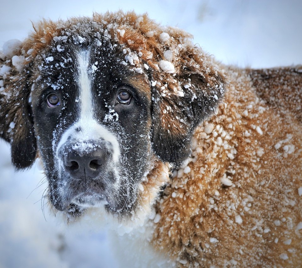 Обои морда, снег, зима, взгляд, собака, сенбернар, face, snow, winter, look, dog, st. bernard разрешение 3336x2222 Загрузить