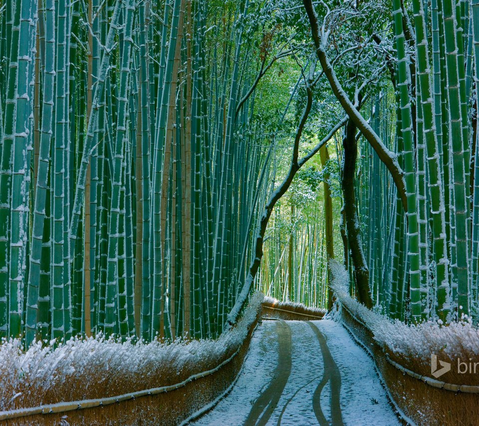 Бамбуковый лес Сагано зимой Япония