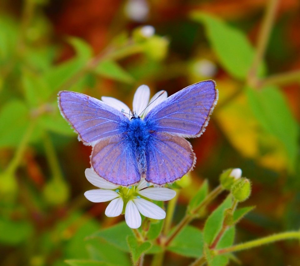 Обои цветы, насекомое, бабочка, крылья, размытость, flowers, insect, butterfly, wings, blur разрешение 3000x1743 Загрузить