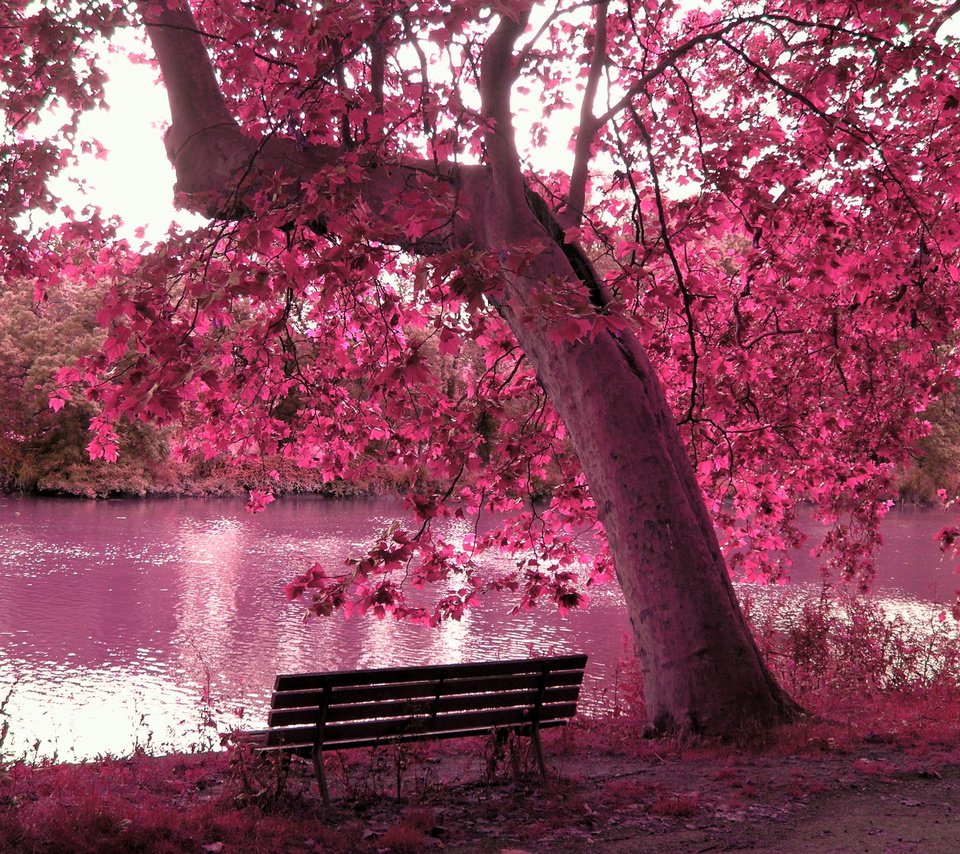 Обои дерево, пруд, листья, парк, ветки, листва, осень, водоем, скамейка, tree, leaves, park, branches, foliage, autumn, pond, bench разрешение 2560x1920 Загрузить