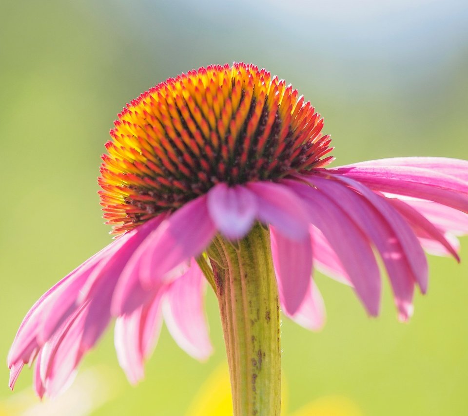 Обои цветок, лепестки, эхинацея, flower, petals, echinacea разрешение 2048x1287 Загрузить