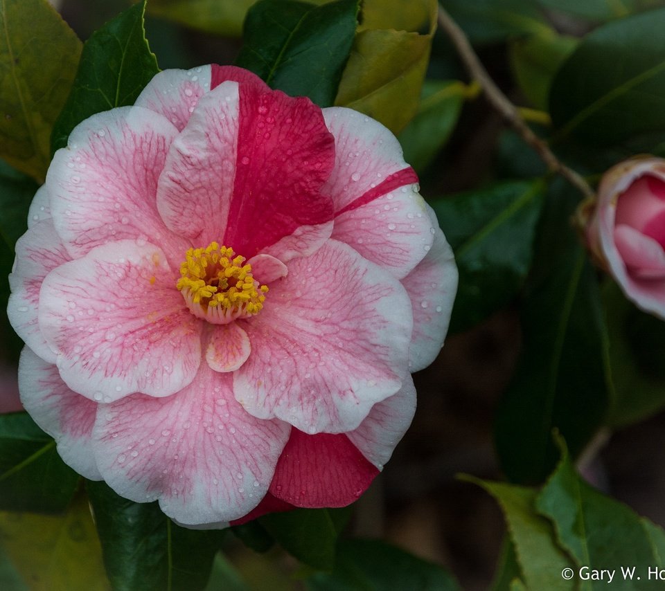 Обои листья, цветок, капли, лепестки, камелия, leaves, flower, drops, petals, camellia разрешение 2048x1616 Загрузить