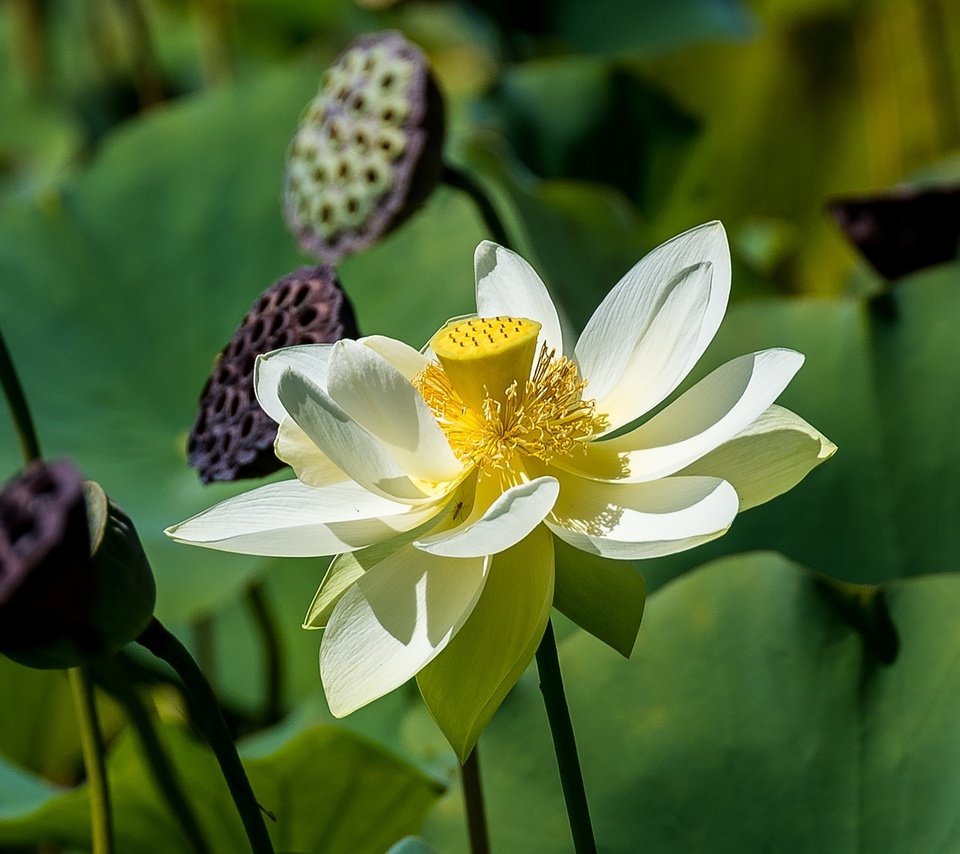 Обои листья, цветок, лепестки, лотос, стебли, крупный план, боке, leaves, flower, petals, lotus, stems, close-up, bokeh разрешение 2048x1187 Загрузить