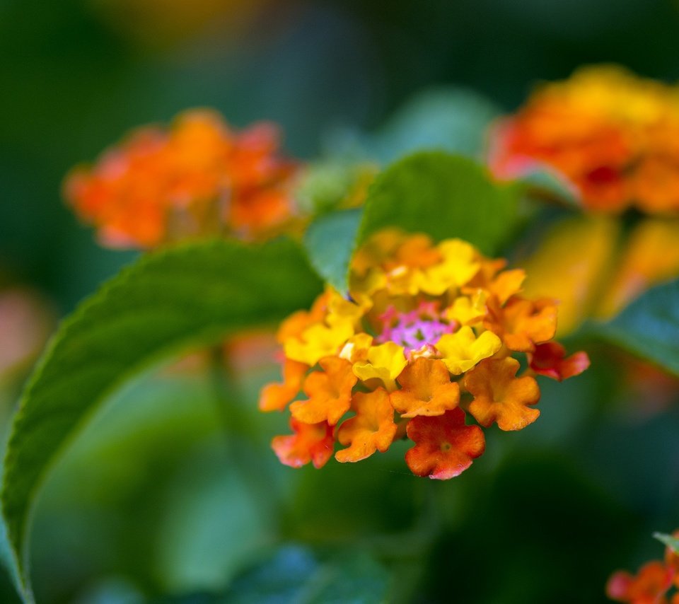 Обои цветы, листья, макро, фон, лантана, flowers, leaves, macro, background, lantana разрешение 2048x1397 Загрузить