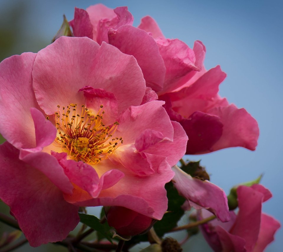 Обои цветы, макро, фон, розы, лепестки, куст, flowers, macro, background, roses, petals, bush разрешение 3000x2086 Загрузить