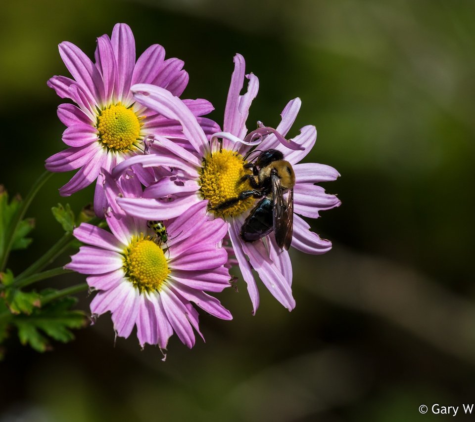 Обои цветы, насекомое, лепестки, пчела, хризантемы, flowers, insect, petals, bee, chrysanthemum разрешение 2048x1495 Загрузить