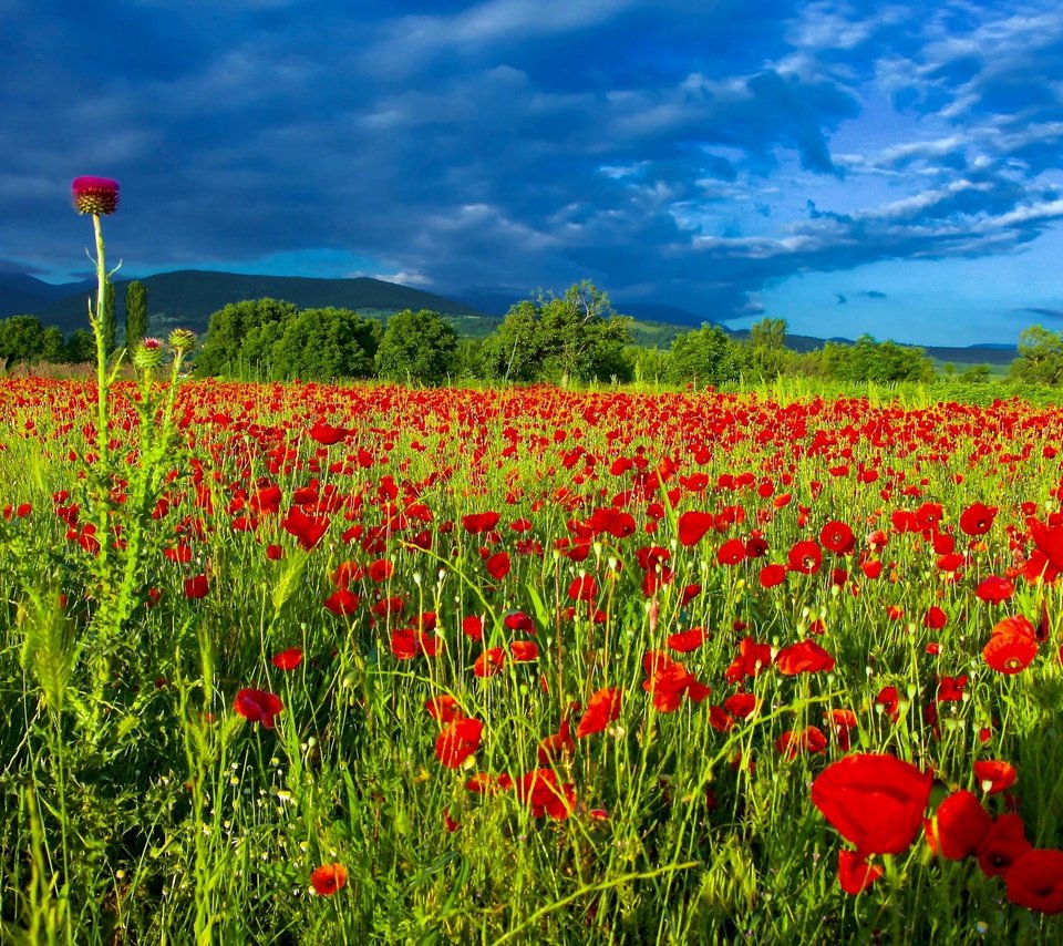 Обои небо, цветы, облака, поле, лето, маки, чертополох, маковое поле, the sky, flowers, clouds, field, summer, maki, thistle, poppy field разрешение 2560x1707 Загрузить