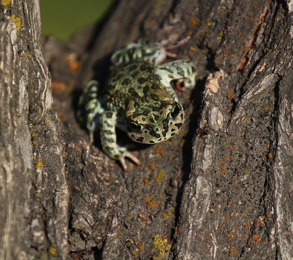 Обои дерево, лягушка, кора, tree, frog, bark разрешение 1920x1280 Загрузить