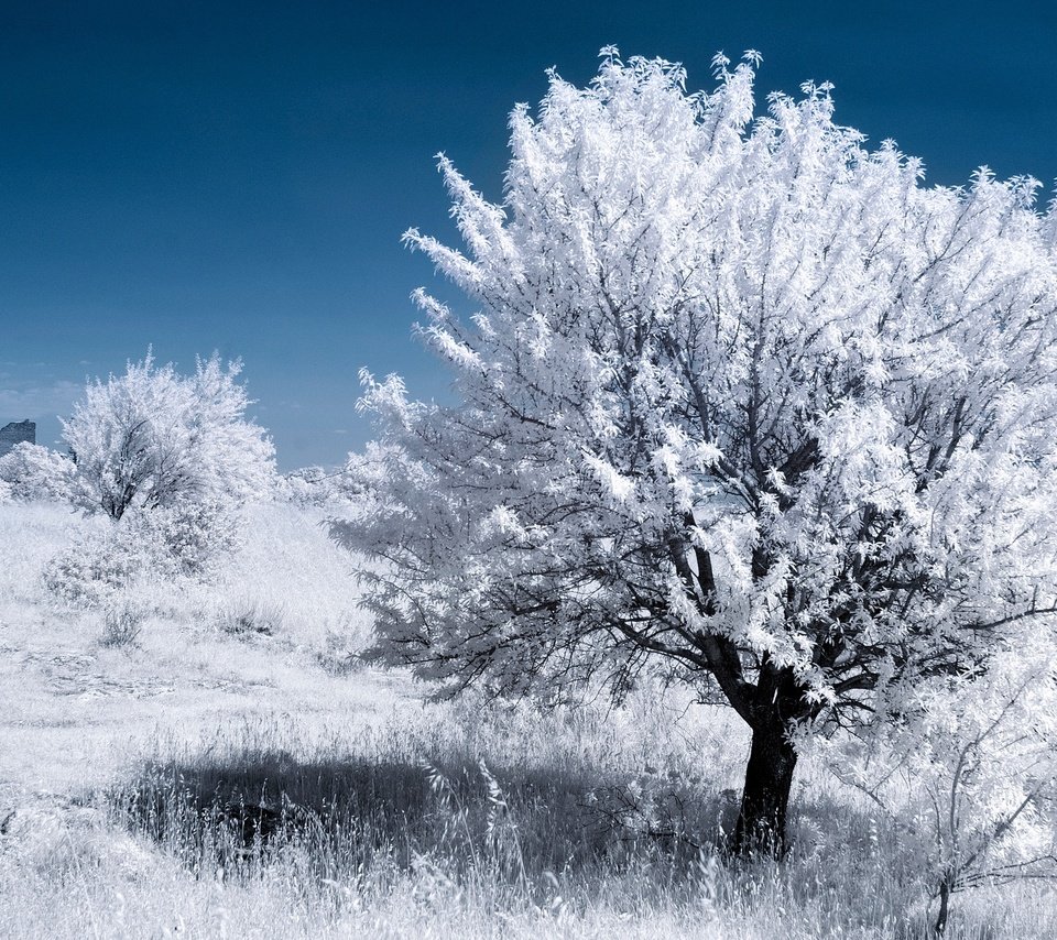 Обои дерево, листья, франция, прованс, инфракрасный снимок, tree, leaves, france, provence, infrared the разрешение 2048x1366 Загрузить