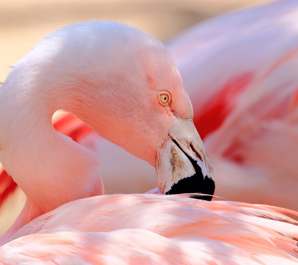 Обои фламинго, птица, клюв, перья, flamingo, bird, beak, feathers разрешение 2048x1365 Загрузить