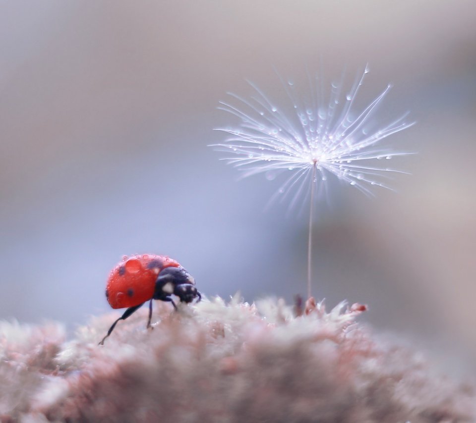 Обои жук, насекомое, фон, божья коровка, боке, пушинка, былинка, beetle, insect, background, ladybug, bokeh, fluff, blade of grass разрешение 2500x1886 Загрузить