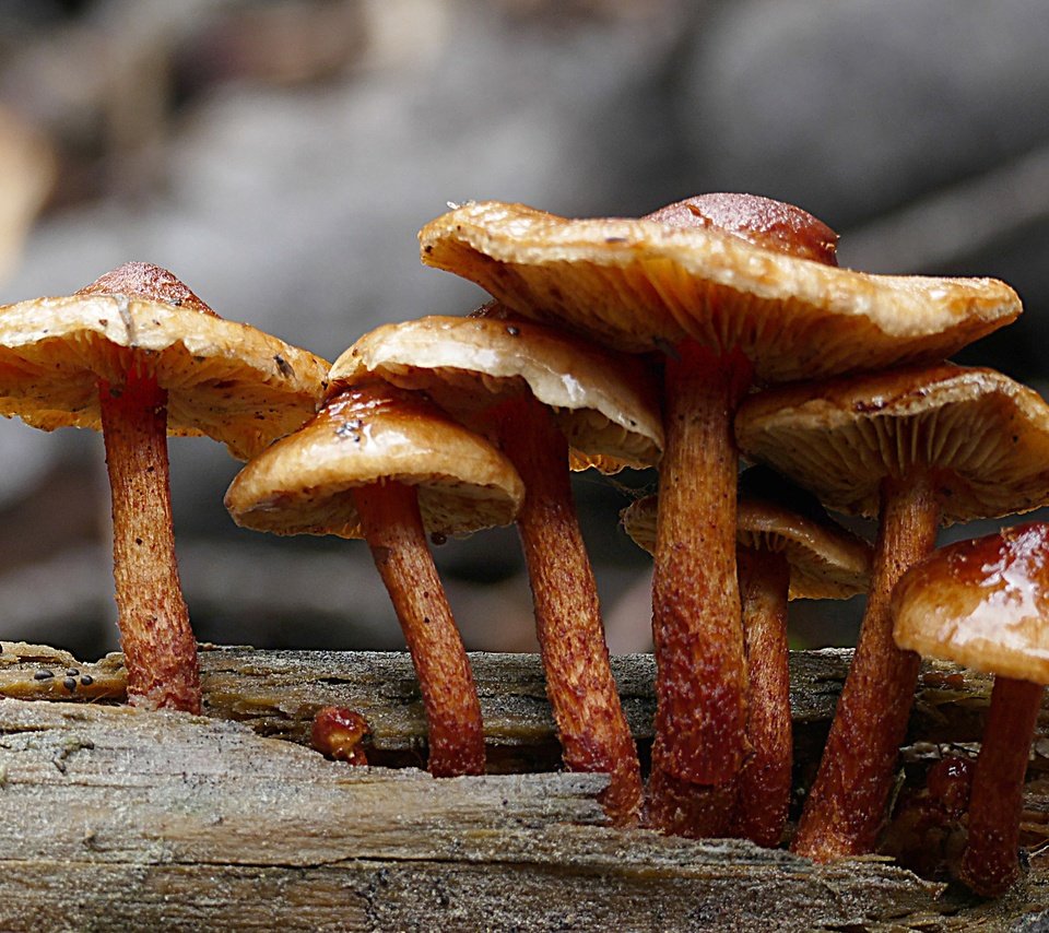 Обои грибы, семейка, ложноопёнок, ядовитые, mushrooms, family, lineopen, poisonous разрешение 3038x1949 Загрузить