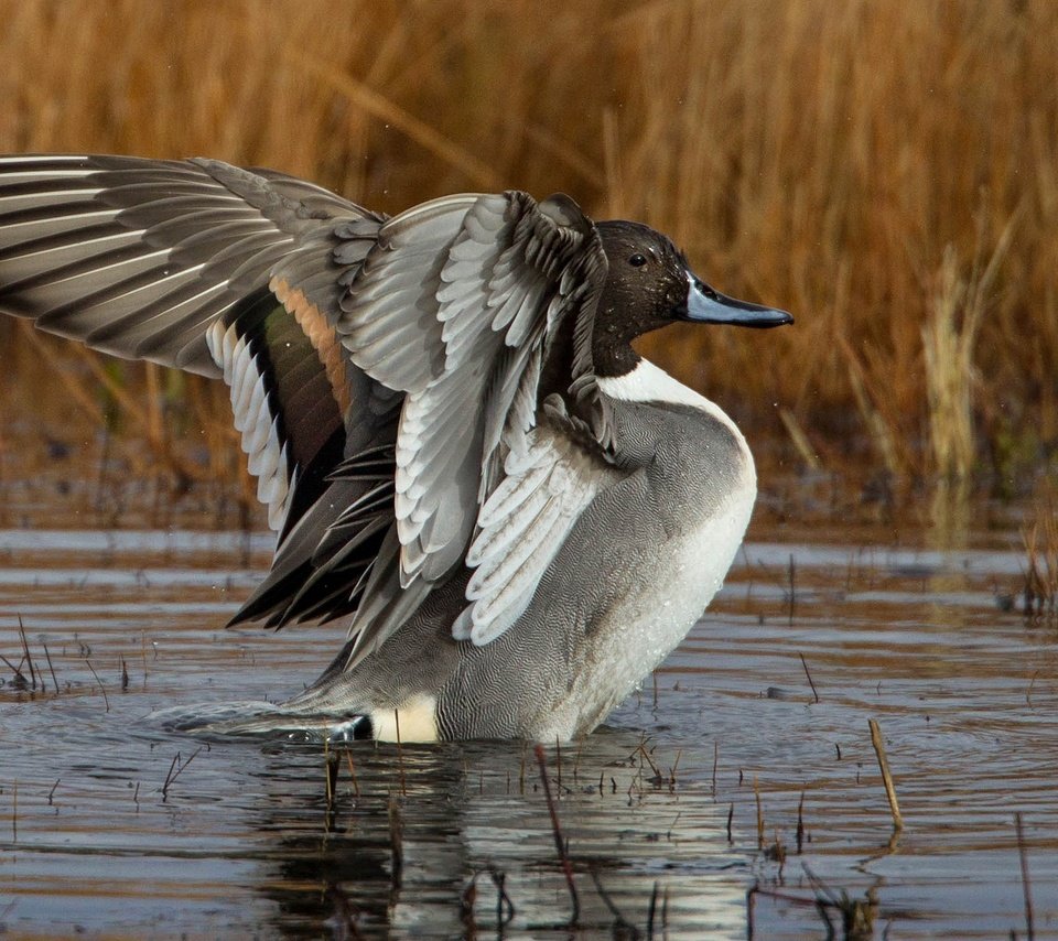 Обои крылья, водоем, птица, клюв, перья, утка, шилохвость, wings, pond, bird, beak, feathers, duck, pintail разрешение 2048x1152 Загрузить