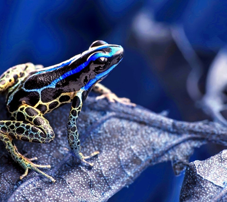 Обои макро, лягушка, растение, сухой лист, macro, frog, plant, dry leaf разрешение 2004x1269 Загрузить