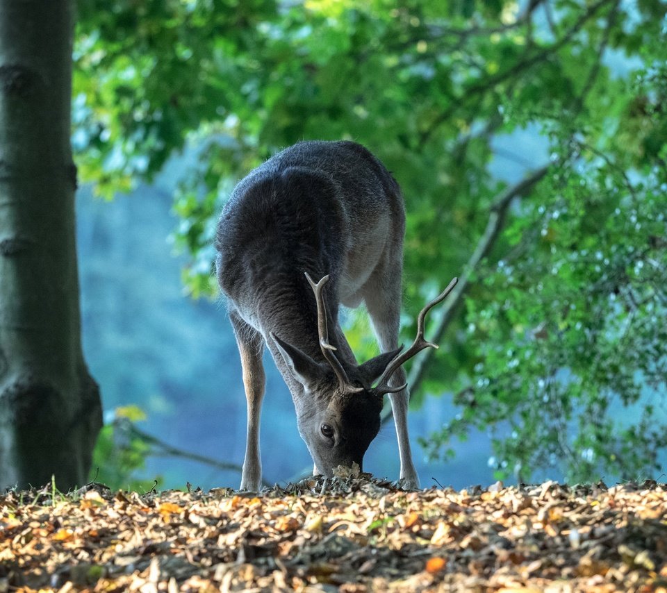 Обои лес, олень, рога, нидерланды, forest, deer, horns, netherlands разрешение 2048x1438 Загрузить