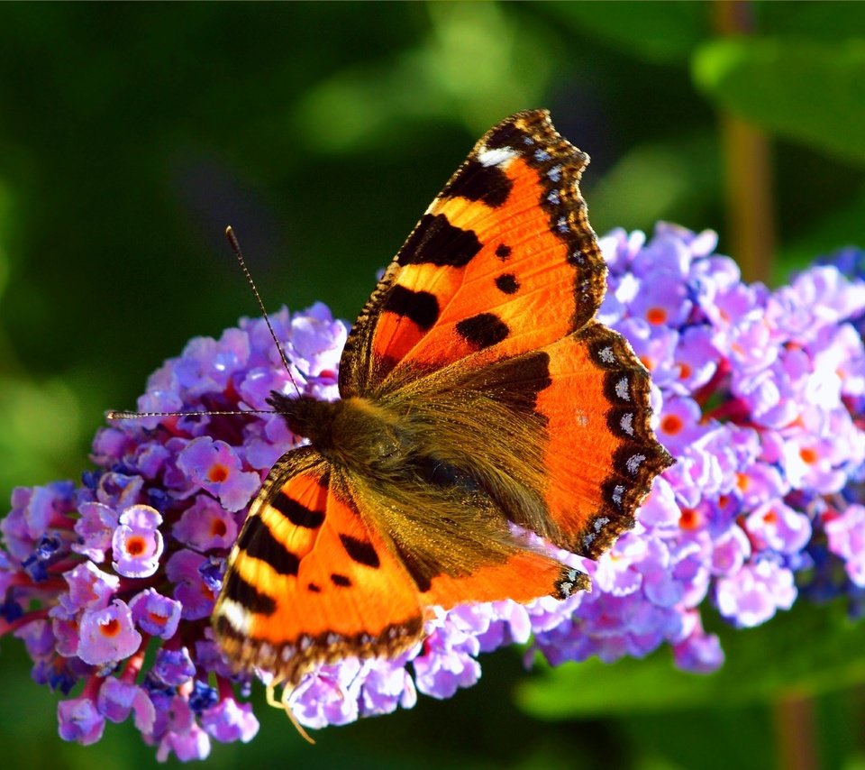 Обои цветы, растения, насекомое, бабочка, крылья, flowers, plants, insect, butterfly, wings разрешение 3002x1884 Загрузить