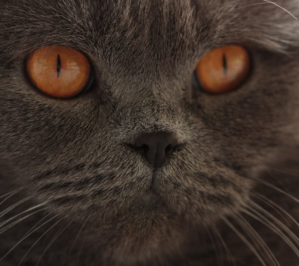 Обои глаза, кот, мордочка, усы, кошка, взгляд, британская короткошерстная, eyes, cat, muzzle, mustache, look, british shorthair разрешение 4272x2848 Загрузить